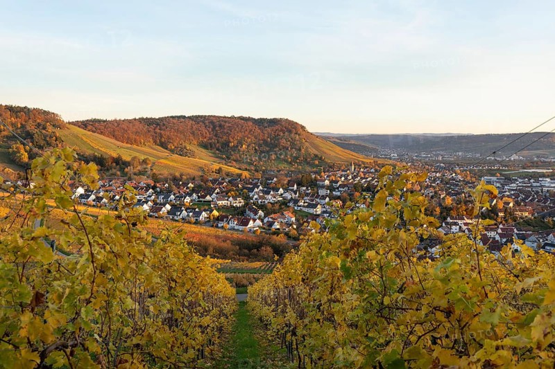 The vineyards in the Remstal near Korb in the Rems-Murr district show all their colors in autumn. Vines and slopes glow in intense shades of red, yellow and orange and look particularly colorful and lively. At sunset, the vineyards are illuminated by warm, low-standing sunlight, which bathes the landscape in a golden, atmospheric atmosphere. The rolling hills, soft light and autumn colors create a calm, idyllic atmosphere