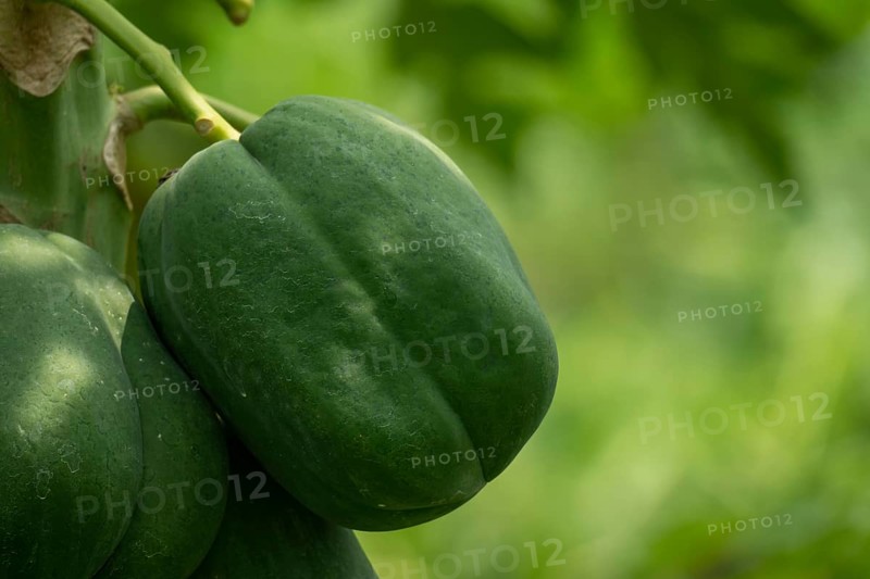 A single green papaya growing on a tree, set against a blurred background of foliage, Sreepur, Gazipur, Bangladesh