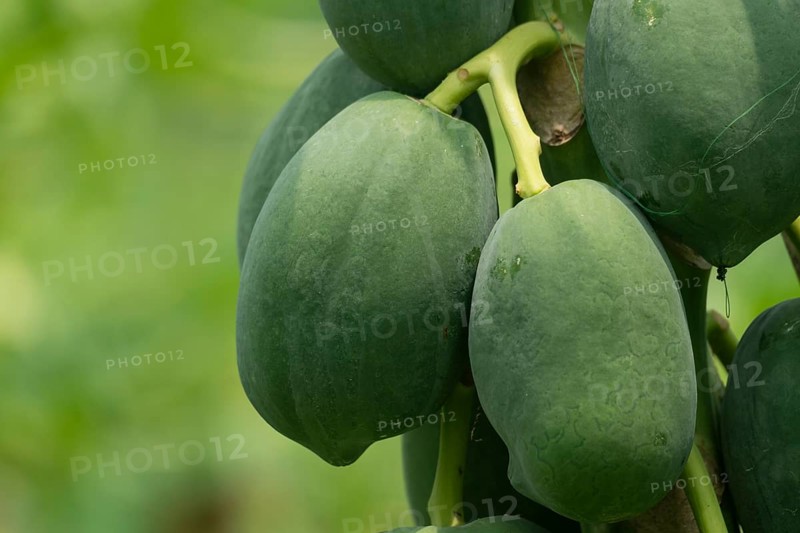 Cluster of green papayas hanging on a tree, emphasizing natural growth and tropical agriculture, Sreepur, Gazipur, Bangladesh