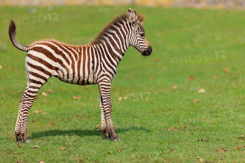 A Grant's zebra foal (Equus quagga boehmi) runs across a green meadow on a sunny day. East Africa