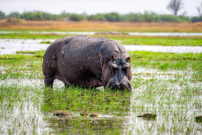 Hippopotamus (Hippopatamus amphibius), grazing in the shallow water of a lake, Okavango Delta, Moremi Game Reserve, Botswana