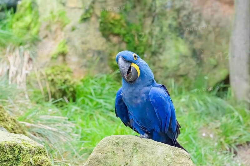A hyacinth macaw (Anodorhynchus hyacinthinus) sits on a rock lying on a green meadow. Central and eastern South America