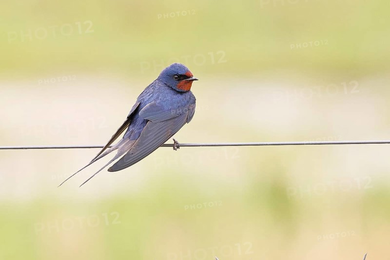 Barn Swallow (Hirundo rustica) sitting on a pasture fence, wildlife, animals, birds, swallows, migratory bird, Ochsenmoor, Dümmer See nature park Park, Hüde, Lower Saxony, Germany