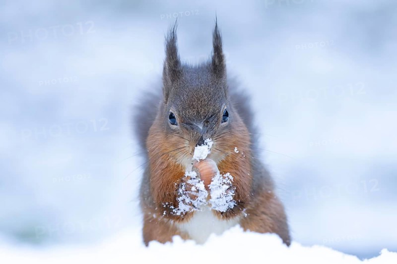 Red squirrel (Sciurus vulgaris) adult animal feeding on a hazel nut in snow in winter, England, United Kingdom