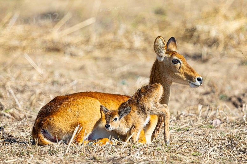 Puku (Kobus vardoni) female with new born fawn Zambia August