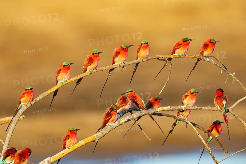 Carmine Bee-eater (Merops nubicus) Gathering at thebreeding ground South Luangwa NP Zambia August