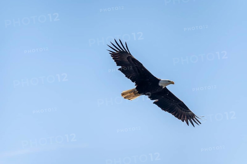 Bald eagle (Haliaeetus leucocephalus) in flight, Anchor Point at Cook Inlet, Anchor River State Recreation Area, Alaska, USA