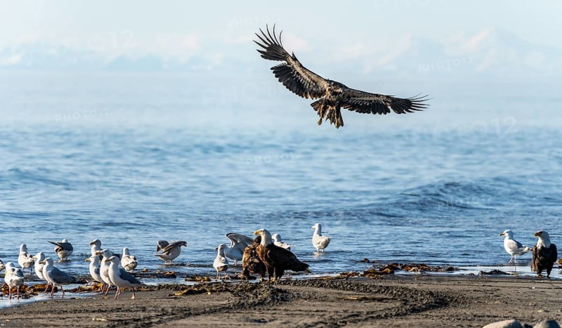 Bald eagle (Haliaeetus leucocephalus) landing on the beach next to gulls and eagles, Anchor Point at Cook Inlet, white mountain peaks of the Aleutian chain in the background, Anchor River State Recreation Area, Alaska, USA
