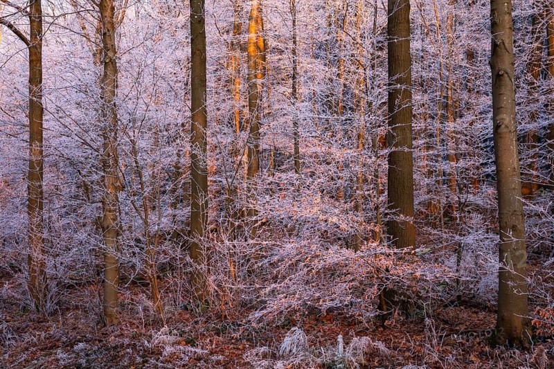 Wintery forest with hoarfrost on Königstuhl mountain, evening light, sunset, Rhein-Neckar district, Baden-Württemberg, Germany