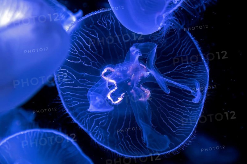 Jellyfish, moon jellyfish (Aurelia aurita) in the Ozeaneum, Hanseatic city of Stralsund, Mecklenburg-Western Pomerania, Germany