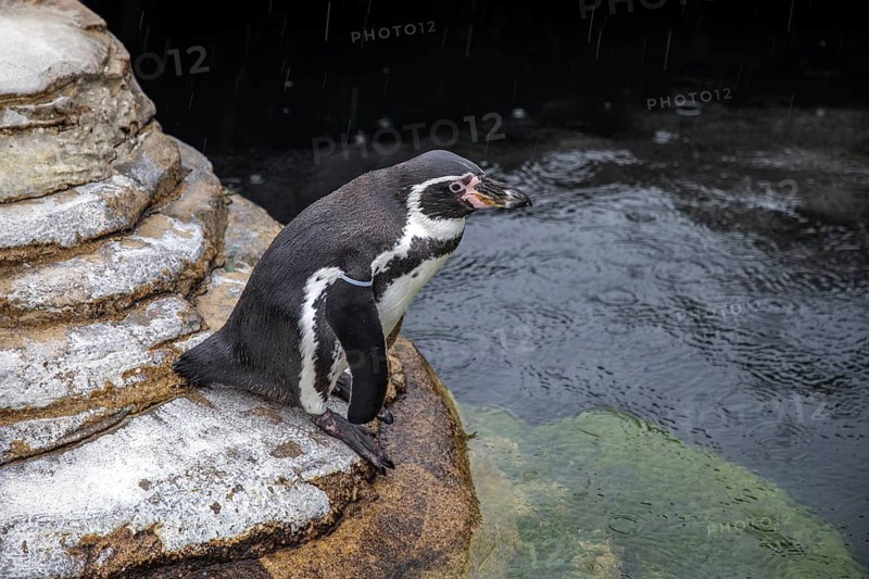 Humboldt penguin (Spenuiscus humboldti), penguin enclosure, Ozeaneum, Natukundemuseum, Stralsund, Mecklenburg-Vorpommern, Germany