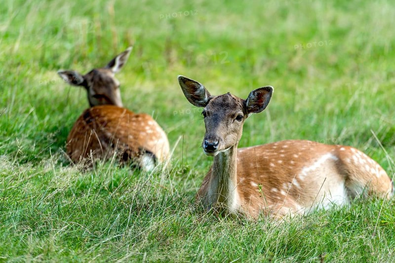 Dams (dama dama) Bald deer, hinds, resting on a meadow at the edge of the forest, Vogelsberg, Büdingen Game Park, Wetterau, Hesse, Germany