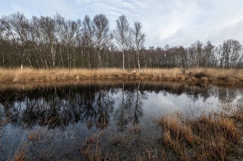 Moorland, Bargerveen, Drenthe, Netherlands
