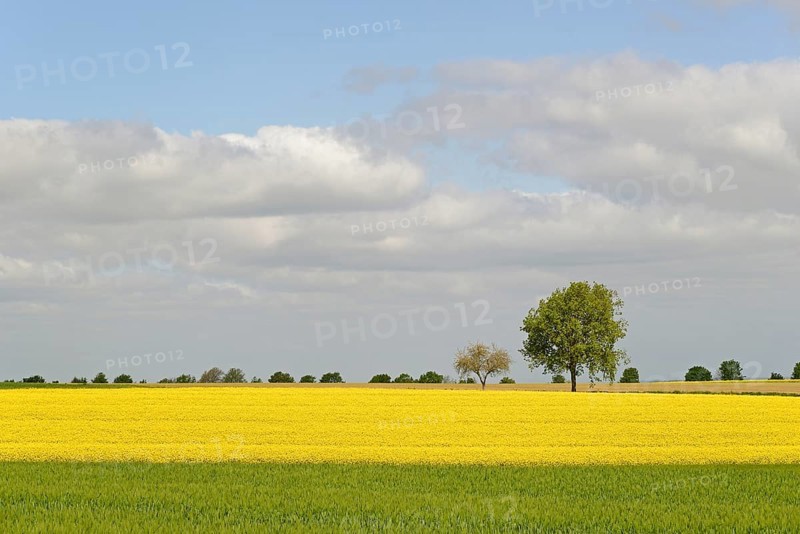 Deciduous trees, row of trees in the field landscape, green grain field and flowering rape field (Brassica napus), blue cloudy sky, North Rhine-Westphalia, Germany