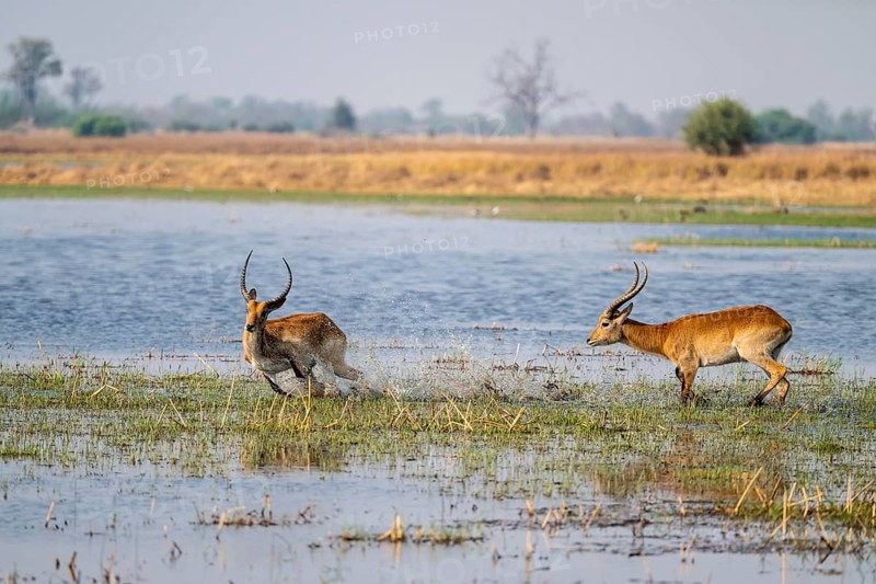 Letschwe or lychee moor antelope (Kobus leche), adult male, Xakanaxa, Okavango Delta, Moremi Game Reserve, Botswana