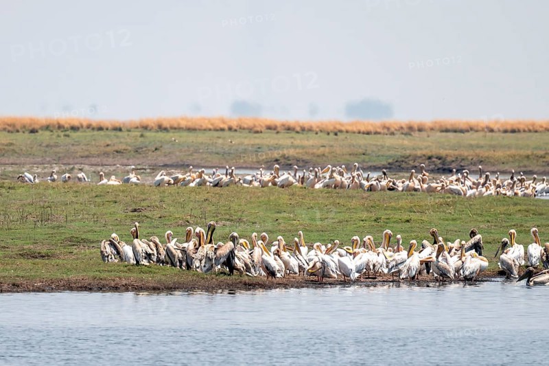 Pink pelican (Pelecanus onocrotalus), flock at the Kavango River, Namibia