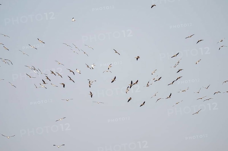 Pink pelican (Pelecanus onocrotalus), flock of birds circling in the sky, birds in flight, Namibia