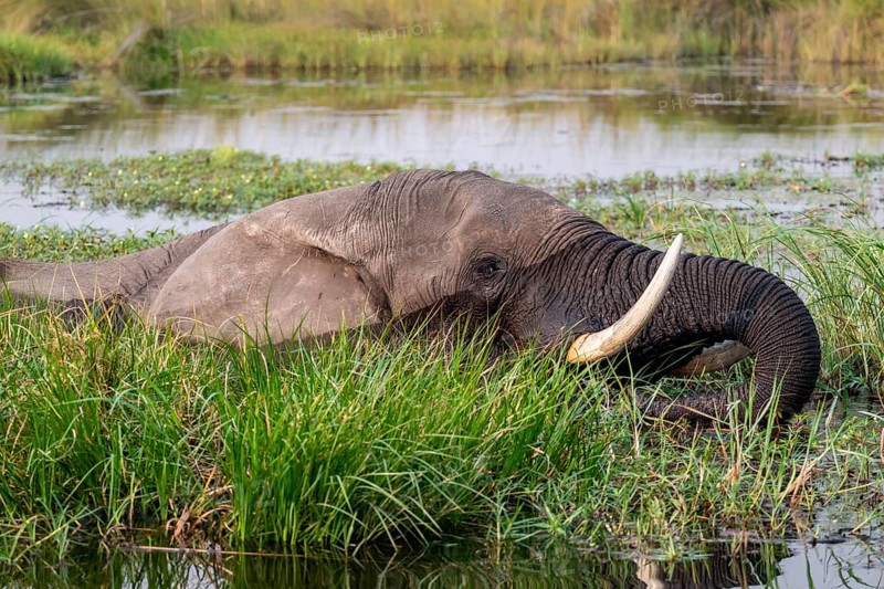 African elephant (Loxodonta africana) swimming in the swamp, Xakanaxa Lagoon, Okavango Delta, Moremi Game Reserve, Botswana