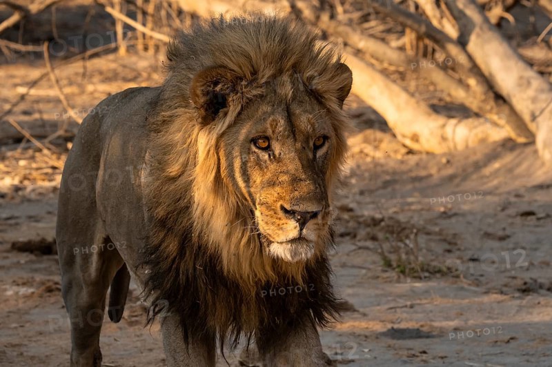 Maned lion, lion (Panthera leo), Savuti, Chobe National Park, Botswana