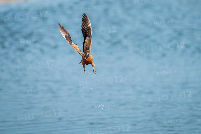 Burchell's sandgrouse (Pterocles burchelli) in flight, Savuti, Chobe Nationalpark, Botswana