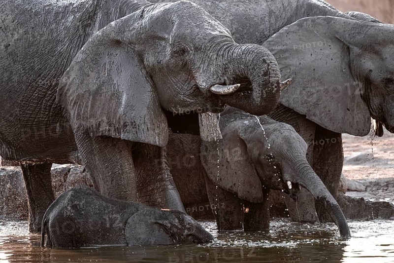 Herd of elephants, African elephant (Loxodonta africana) with young at the waterhole, sunset, Savuti, Chobe National Park, Botswana