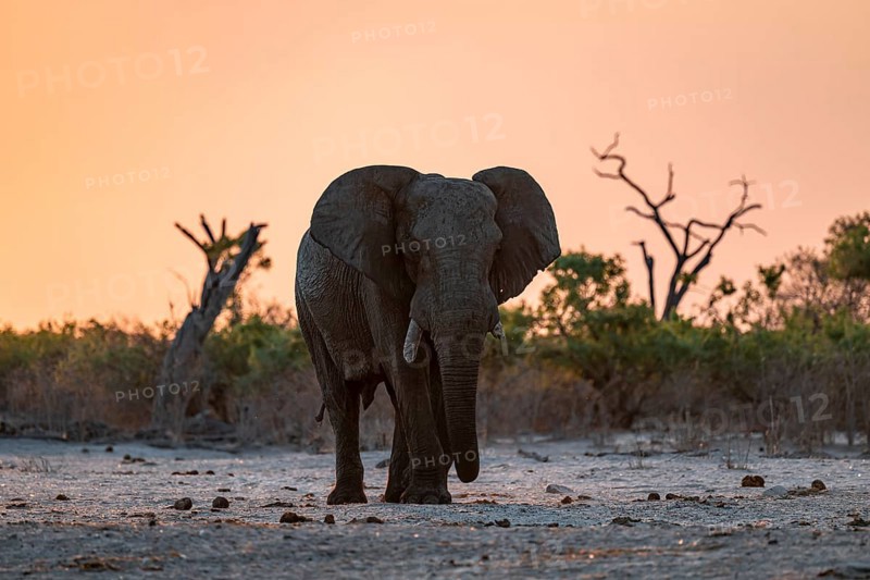 African elephant (Loxodonta africana), sunset, Savuti, Chobe National Park, Botswana