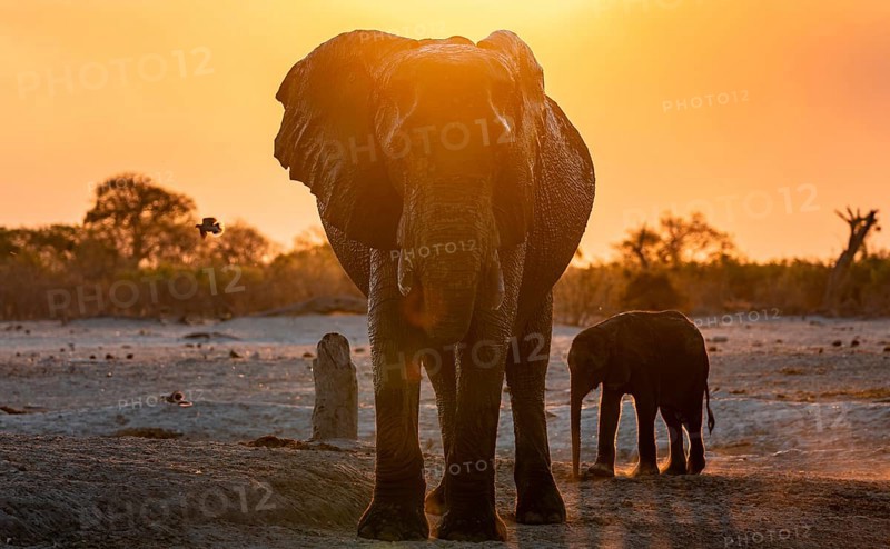 African elephant (Loxodonta africana) with young, sunset, Savuti, Chobe National Park, Botswana