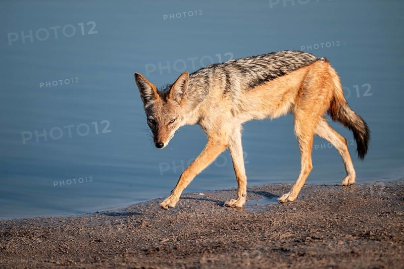 Black-backed jackal (Lupulella mesomelas) at a waterhole, Savuti, Chobe National Park, Botswana