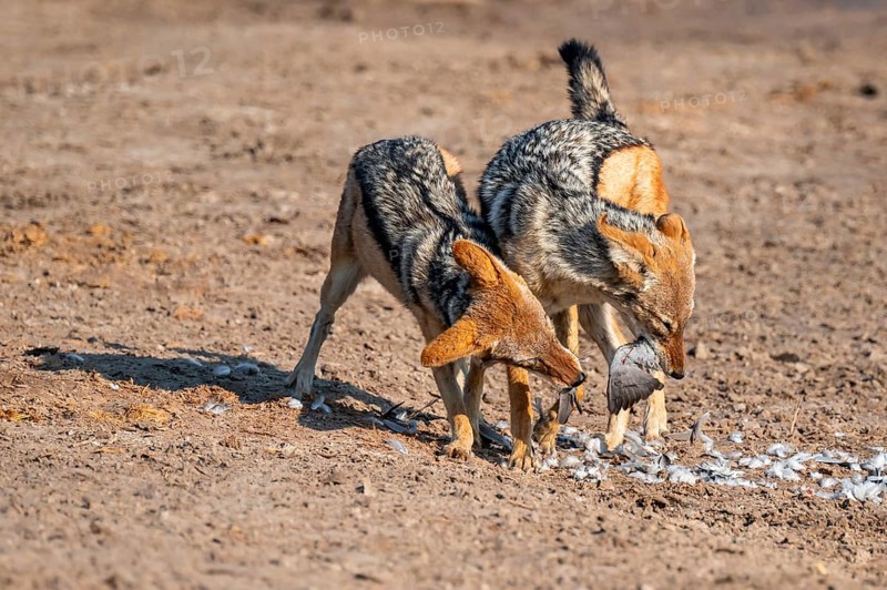 Two black-backed jackals (Lupulella mesomelas) hunting a pigeon, Savuti, Chobe National Park, Botswana