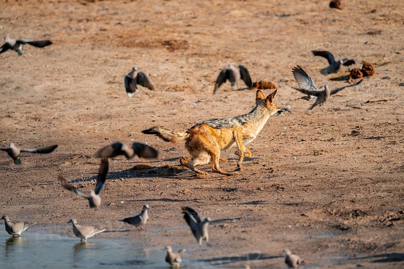 Black-backed jackal (Lupulella mesomelas) hunting pigeons, Savuti, Chobe National Park, Botswana
