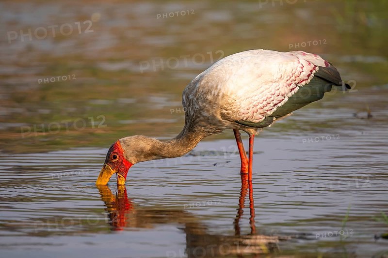 Glutton (Mycteria ibis) in the water foraging on the Chobe River, Ihaha, Chobe National Park, Botswana