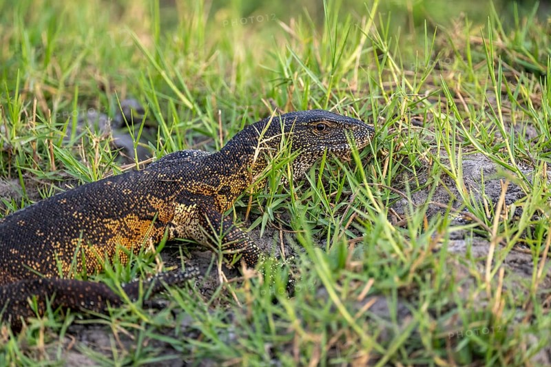 Nile monitor (Varanus niloticus), foraging on the Chobe River, Ihaha, Chobe National Park, Botswana