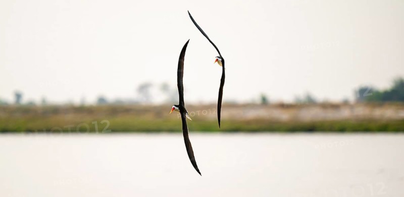 African Skimmer (Rynchops flavirostris), African Skimmer in flight, Ihaha, Chobe National Park, Botswana