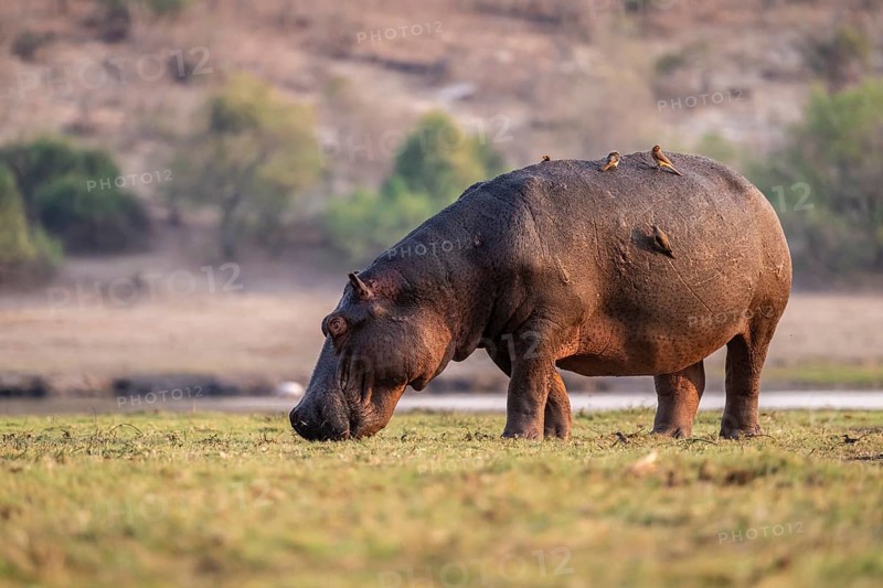 Hippopotamus (Hippopatamus amphibius) grazing, Chobe River, Ihaha, Chobe National Park, Botswana