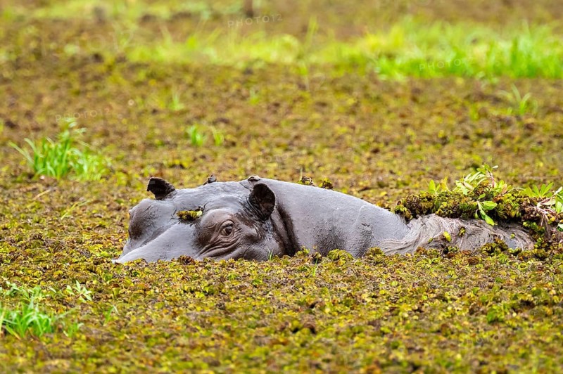 Hippopotamus (Hippopatamus amphibius) hiding in the swamp, Xakanaxa, Okavango Delta, Moremi Game Reserve, Botswana