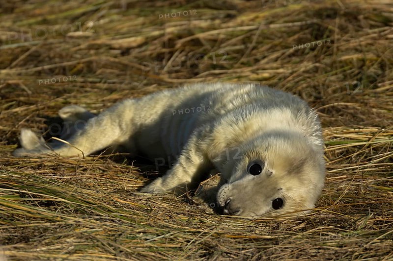 Grey seal (Halichoerus grypus) juvenile baby pup animal resting on a sand dune by a beach in winter, England, United Kingdom