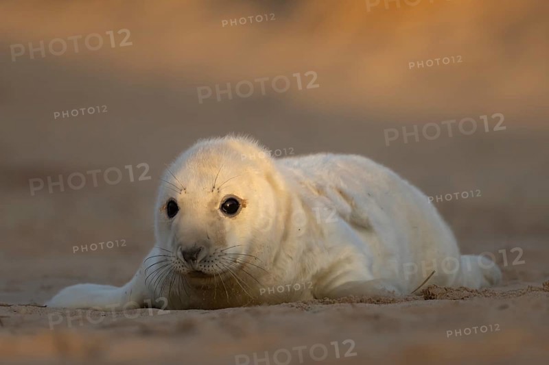 Grey seal (Halichoerus grypus) juvenile baby pup animal resting on a sand dune by a beach in winter, England, United Kingdom
