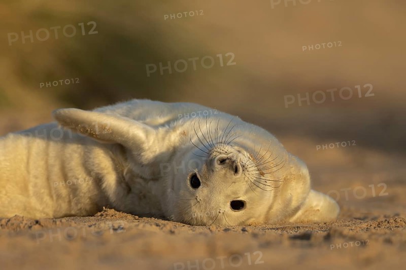 Grey seal (Halichoerus grypus) juvenile baby pup animal resting in a sand dune by a beach in winter, England, United Kingdom