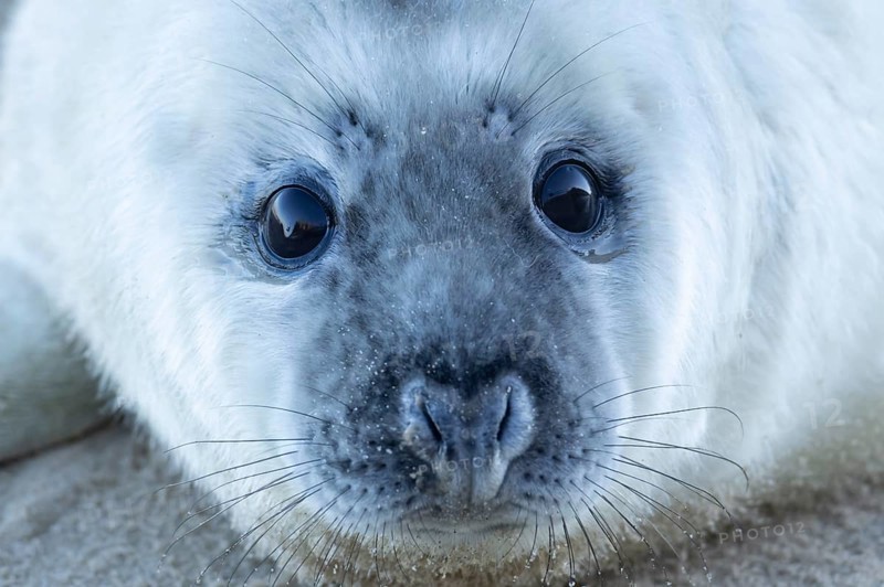 Grey seal (Halichoerus grypus) juvenile baby pup animal head portrait in winter, England, United Kingdom