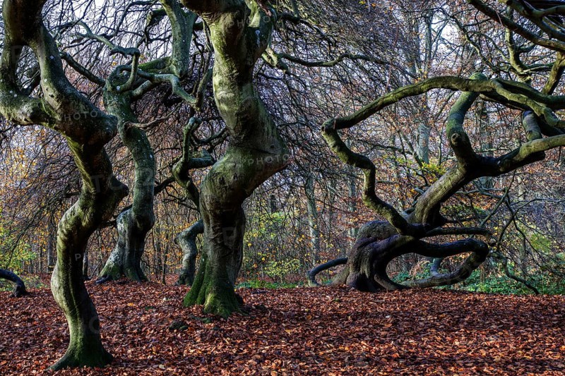 Süntelbuchen (Fagus sylvatica), cripple beeches, Hexenwald, Semper Forest Park, near Lietzow, Rügen, Mecklenburg-Western Pomerania, Germany