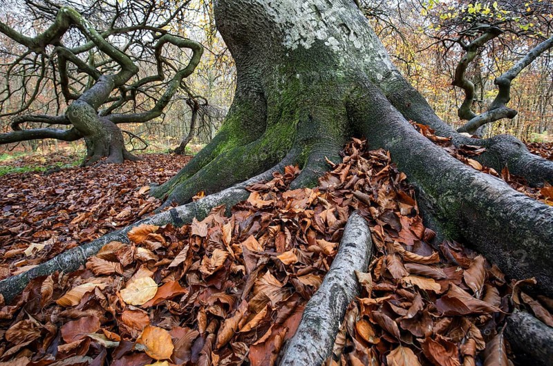 Süntelbuchen (Fagus sylvatica), cripple beeches, Hexenwald, Semper Forest Park, near Lietzow, Rügen, Mecklenburg-Western Pomerania, Germany