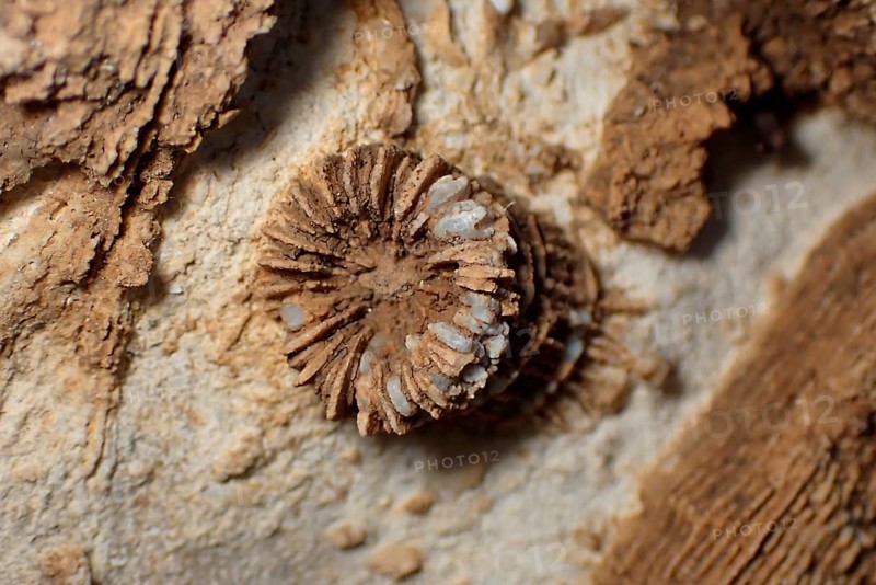 Fossil coral, petrification, Thecosmilia trichotoma., fossil, Malm, Jura, around 150 million years old, Nattheim, Baden-Württemberg, Germany