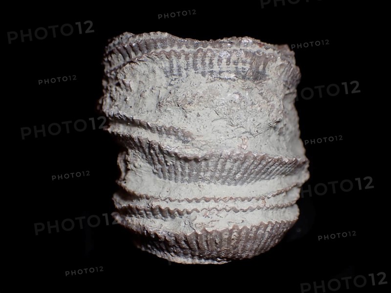 Fossil coral, petrification, cystiphyllum tenue, fossil, siluric around 430 million years old, Gotland Sweden