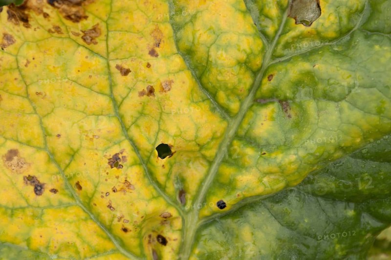 Sugar beet (Beta vulgaris) crop plant leaf in a farm field infected with virus yellows plant pathogen, England, United Kingdom