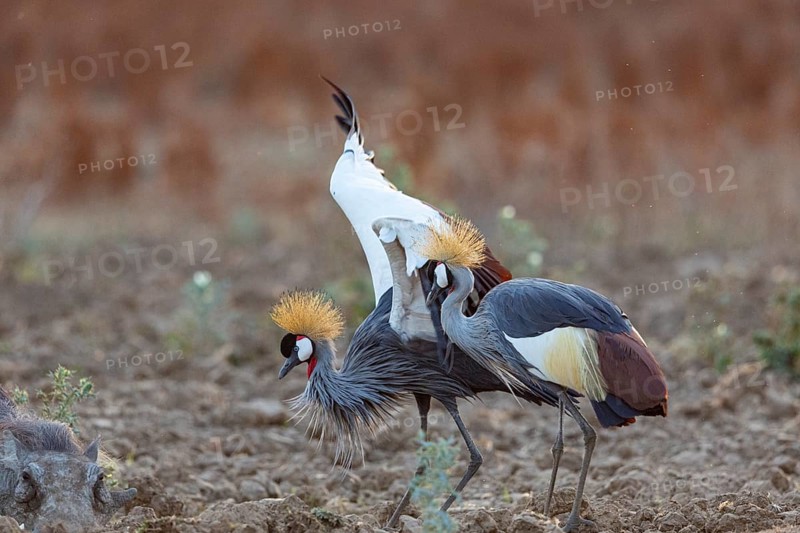 Crowned Crane (Balearica regulorum) and Worthog searching food South Luangwa NP Zambia August