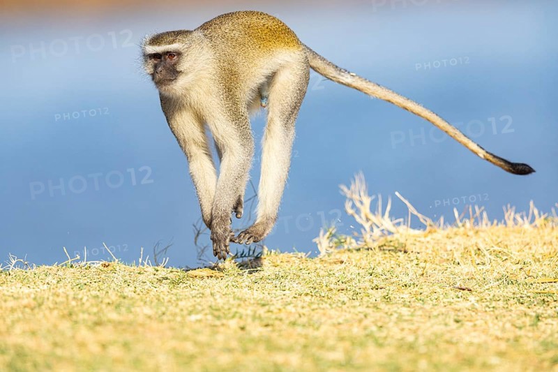 Vervet Monkey (Cercopithecus aethiops) South Luangwa NP Zambia August