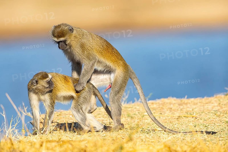 Vervet Monkey (Cercopithecus aethiops) mating South Luangwa NP Zambia August