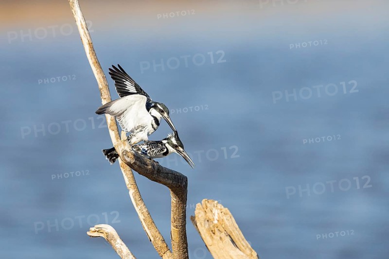 Pied Kingfisher (Ceryle rudis) mating Zambia August