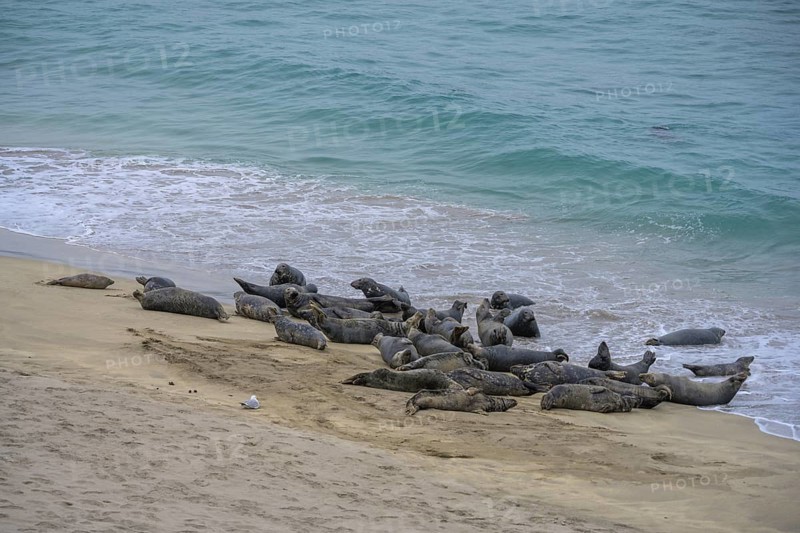 Seals on the beach, Great-Blasket Island, Dunquin, Kerry, Ireland