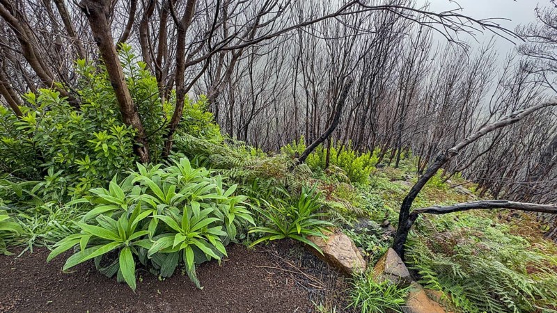 Burnt trees on the PR17 Pinaculo e Folhadal hiking trail, Levada, Irrigation Canal, Madeira, Portugal